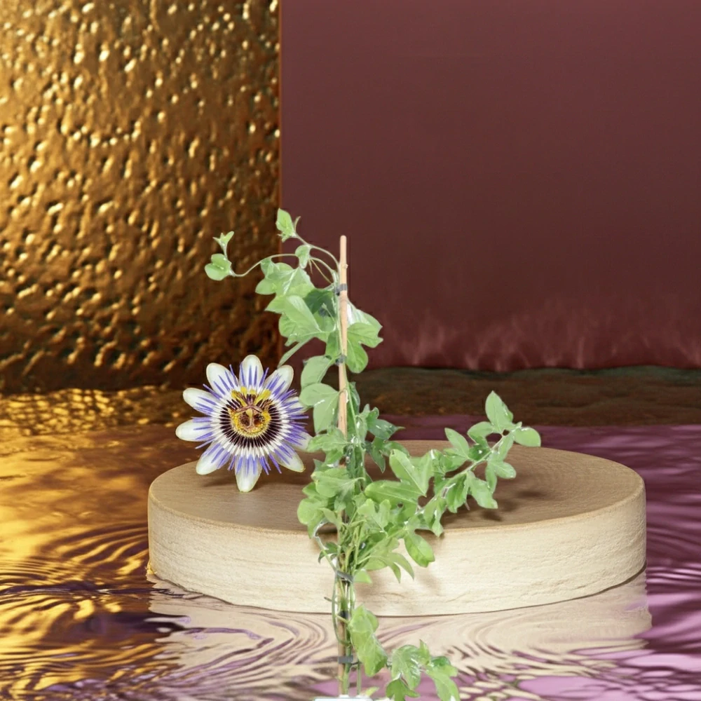 Mučenka Klara (Passiflora Klara)