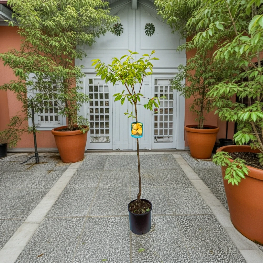 Hurmikaki Mela