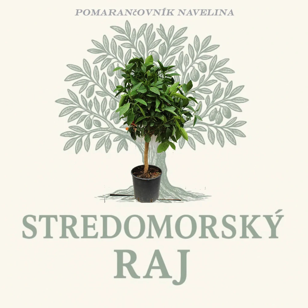Pomarančovník Navelina