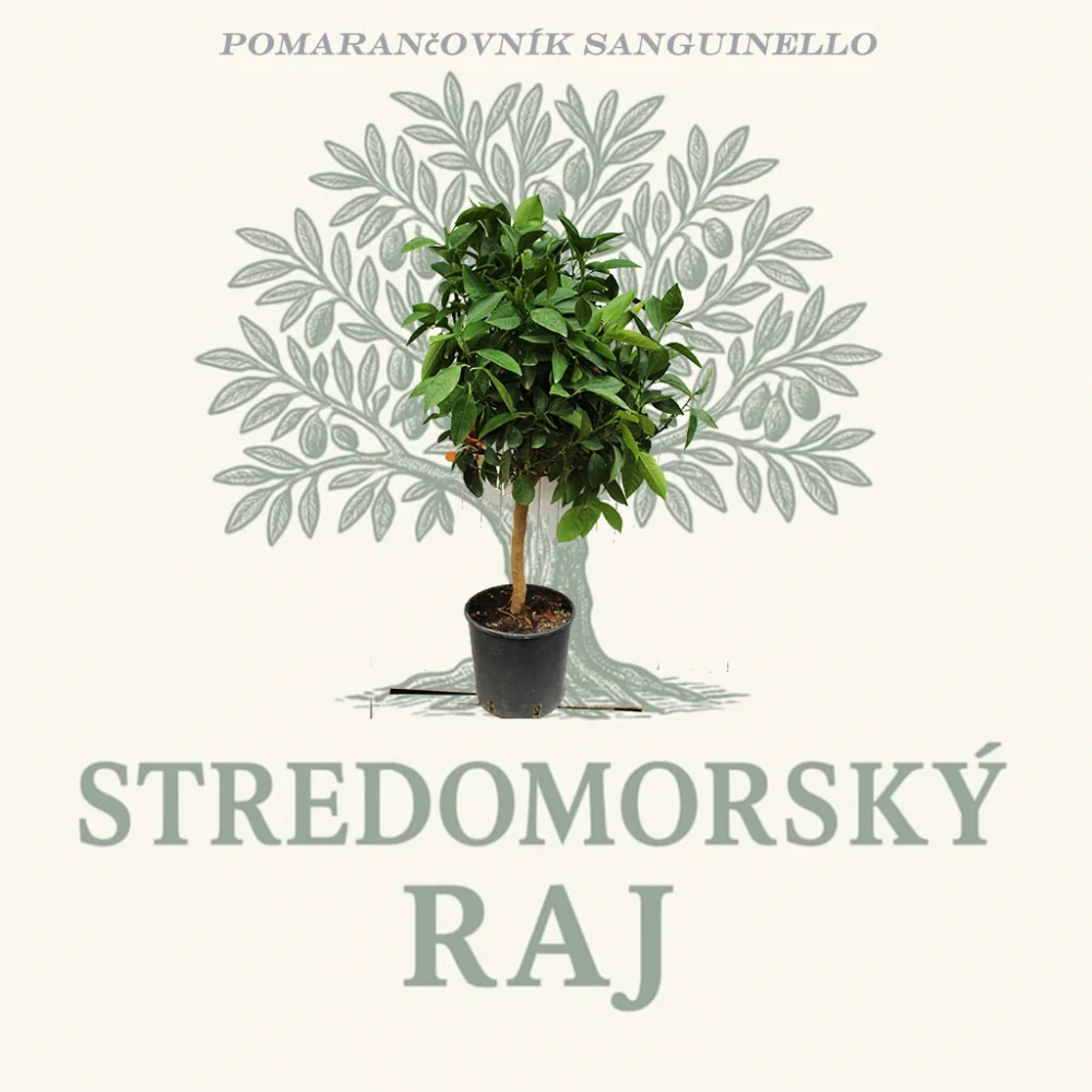 Pomarančovník Sanguinello