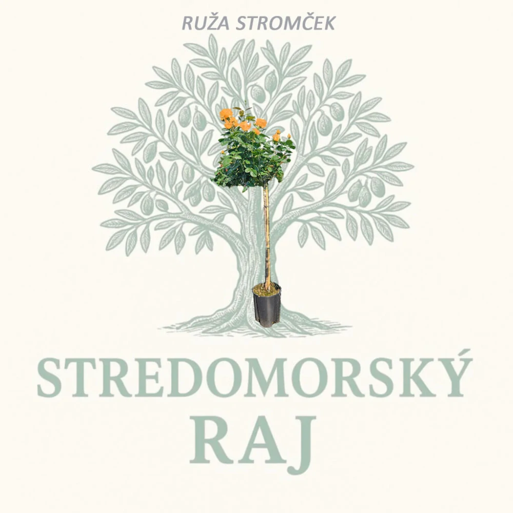 Ruža Stromček Oranžová Louis de Funes