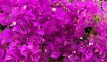 Bougainvillea fialová