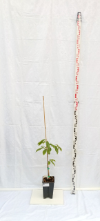 PawPaw Sunflower (Asimina triloba)