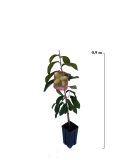 PawPaw Sunflower (Asimina triloba)